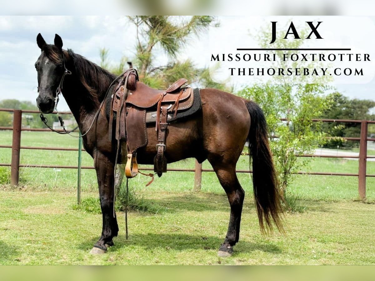 Missouri Foxtrotter Castrone 14 Anni 147 cm Morello in Houston, MO