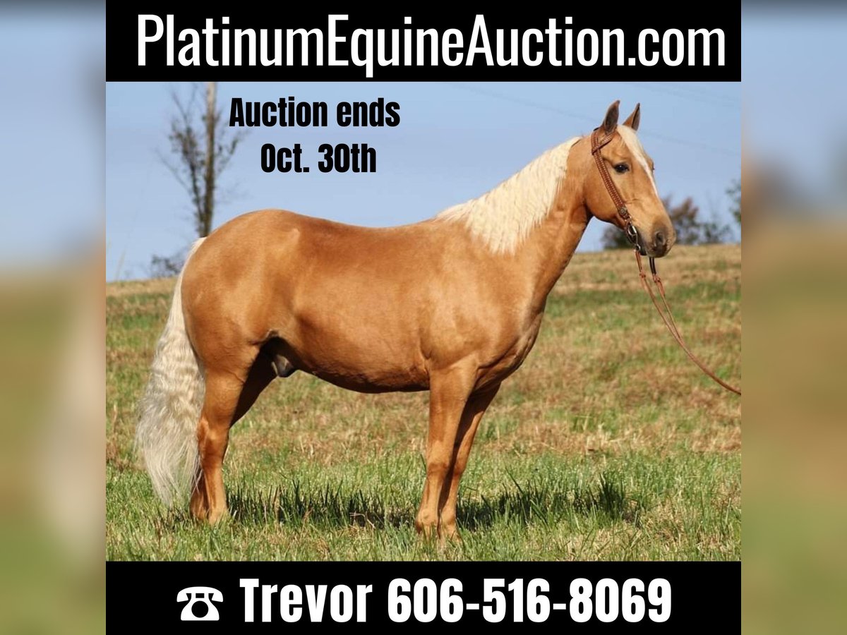 Missouri Foxtrotter Castrone 14 Anni 155 cm Palomino in Whitley city KY