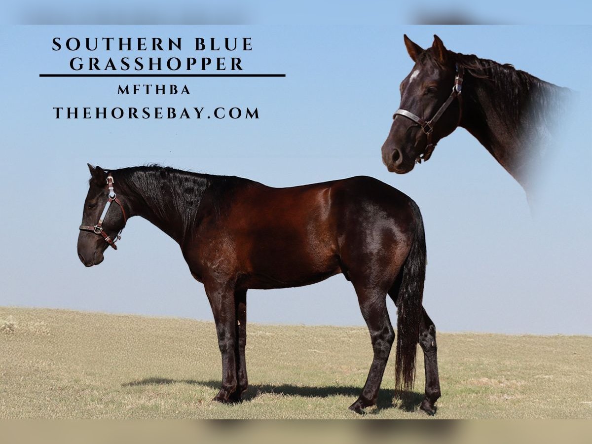 Missouri Foxtrotter Castrone 4 Anni 155 cm Morello in Wichita Falls, TX