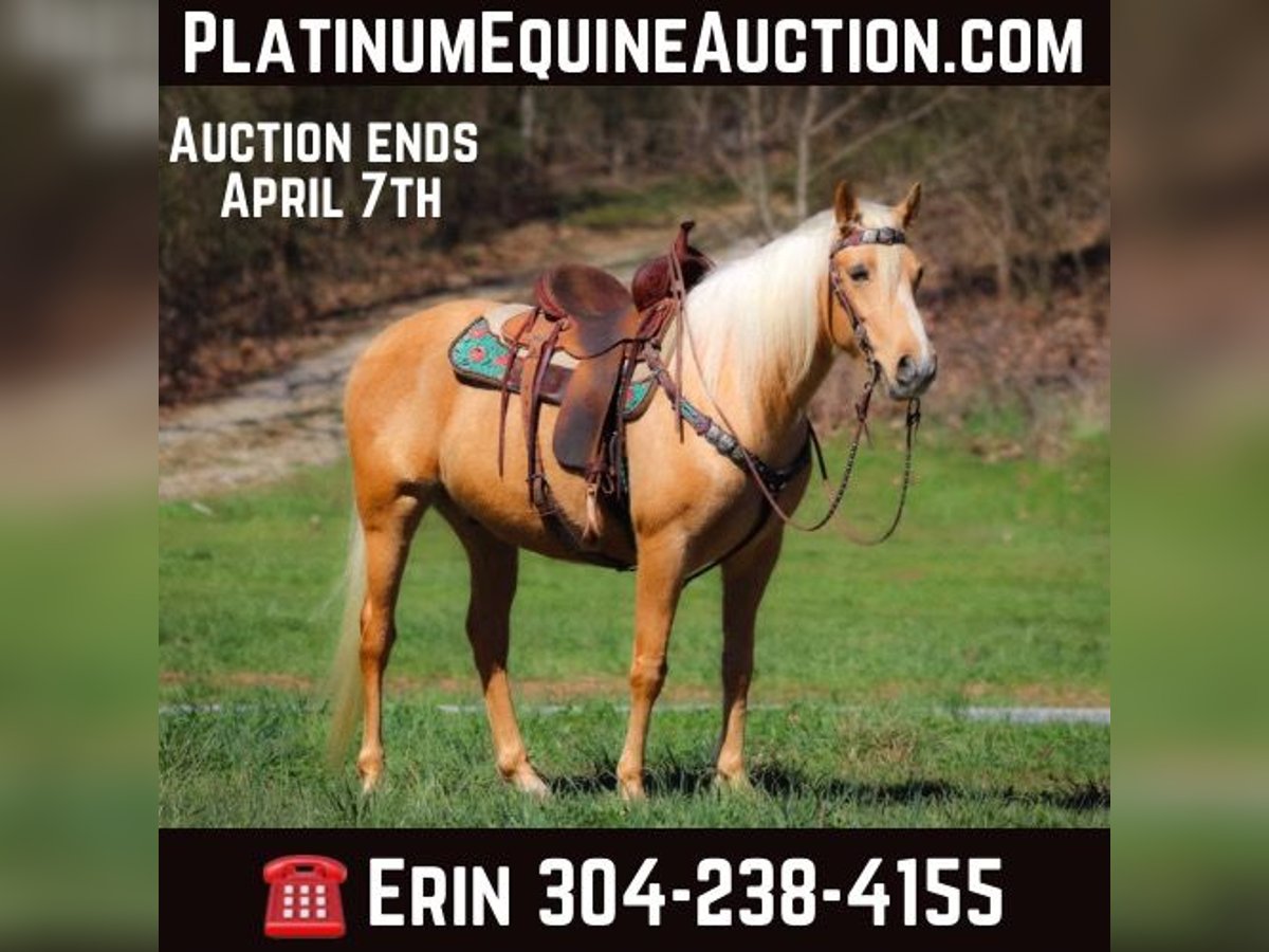 Missouri Foxtrotter Castrone 8 Anni 152 cm Palomino in Flemingsburg KY