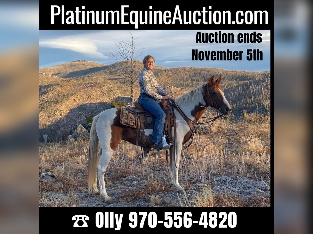 Missouri Foxtrotter Gelding 10 years 14,1 hh Tobiano-all-colors in Nunn Co