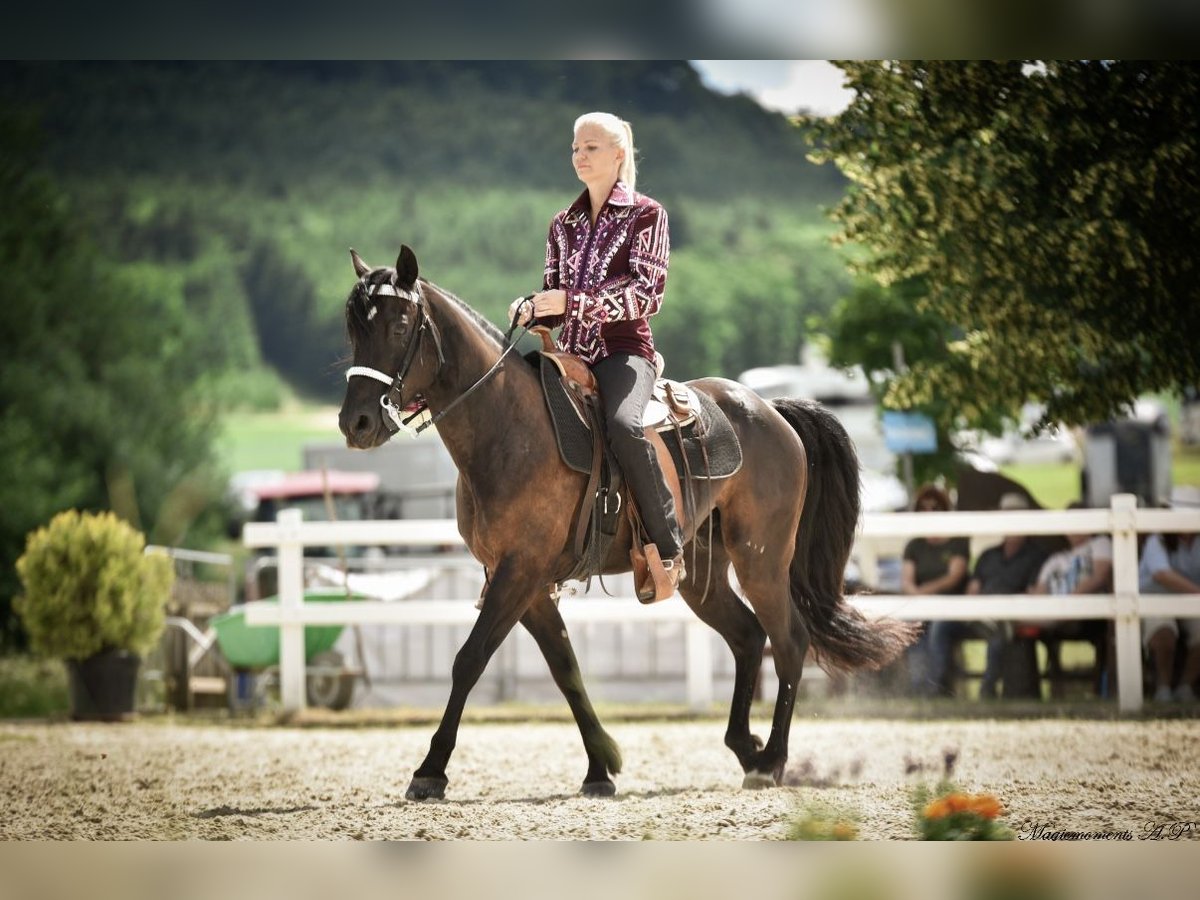 Missouri Foxtrotter Gelding 10 years 14,2 hh Black in Coppenbr&#xFC;gge
