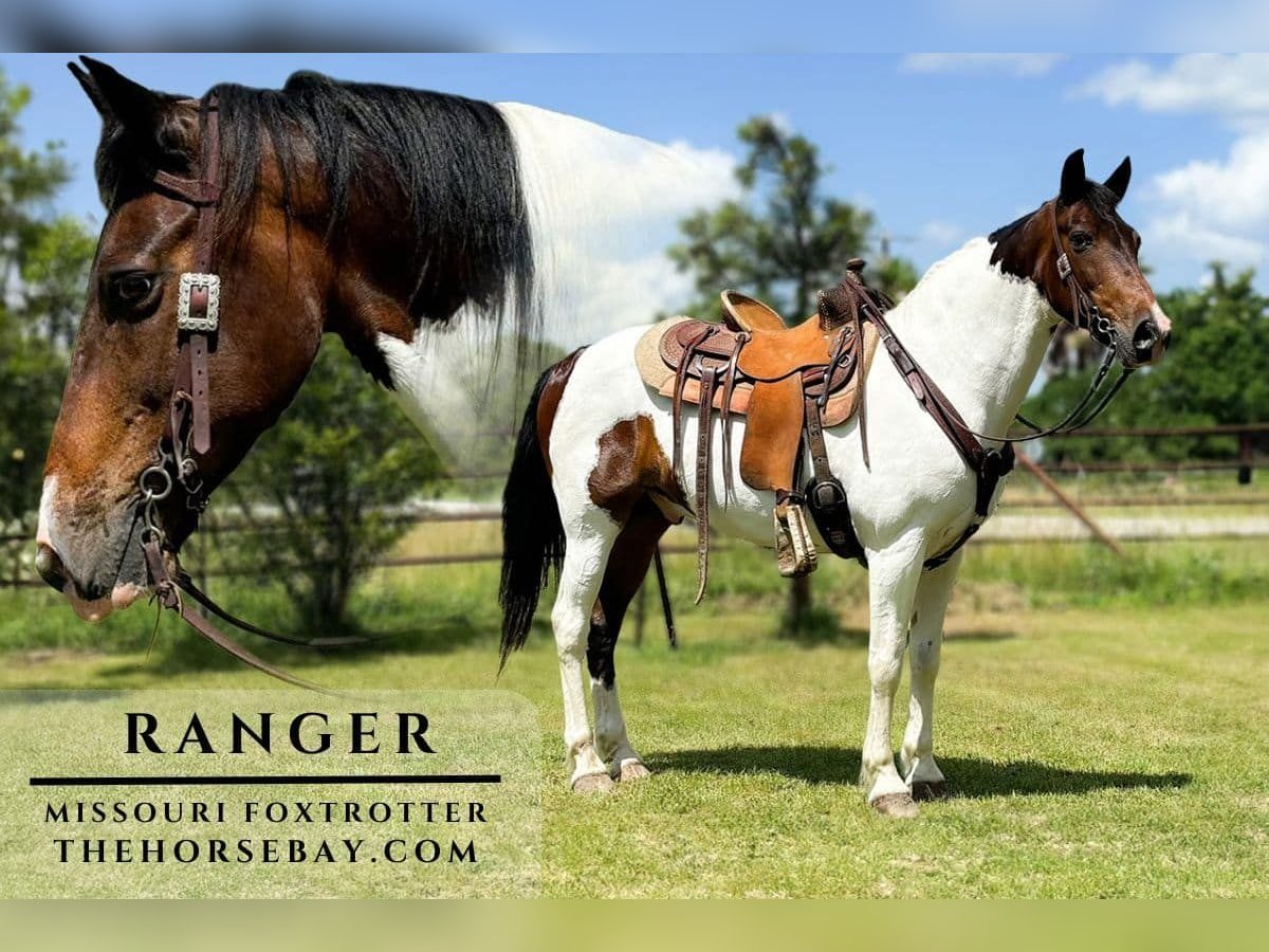 Missouri Foxtrotter Gelding 10 years 15,1 hh Tobiano-all-colors in Houston, MO