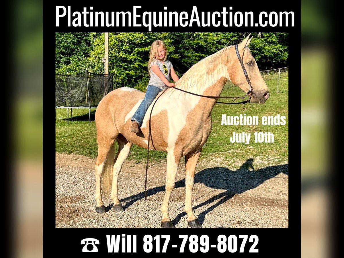 Missouri Foxtrotter Gelding 10 years 16,2 hh Tobiano-all-colors in West Liberty Ky