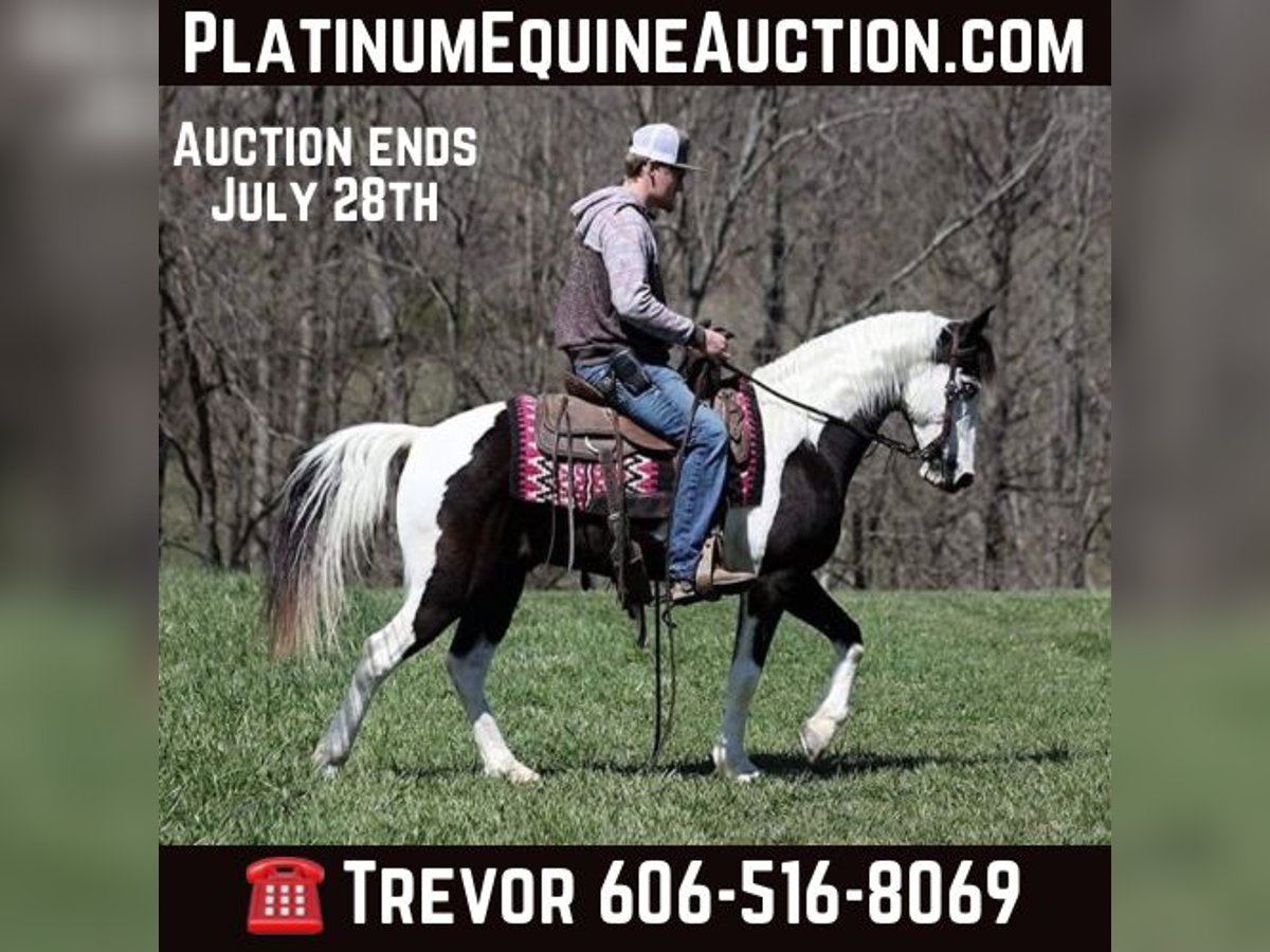 Missouri Foxtrotter Gelding 11 years 14,1 hh Tobiano-all-colors in Parkers Lake KY