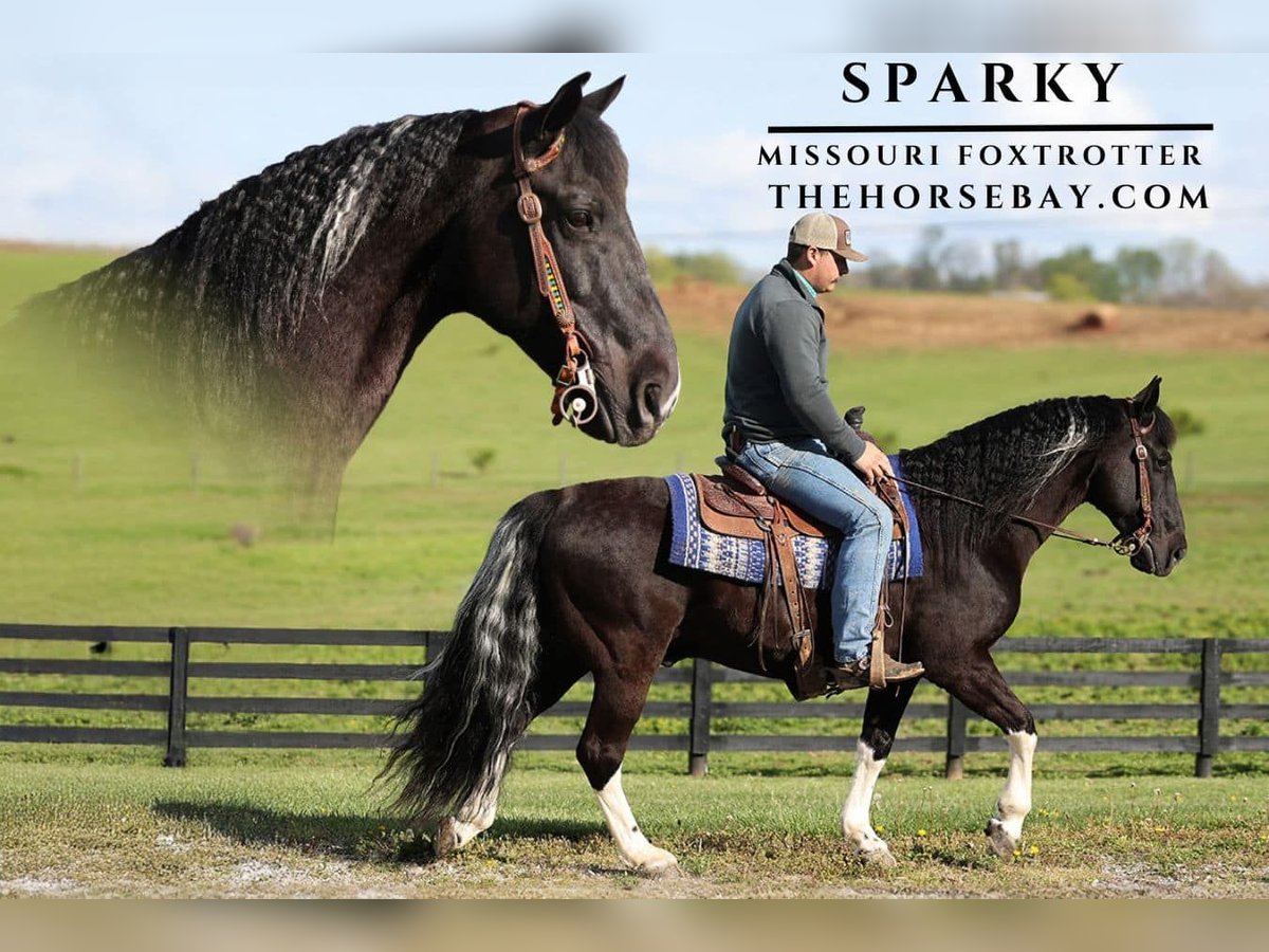 Missouri Foxtrotter Gelding 11 years 14,2 hh Black in Parkers Lake, KY