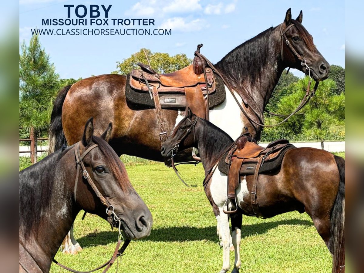 Missouri Foxtrotter Gelding 11 years 15 hh Bay in Houston, MO