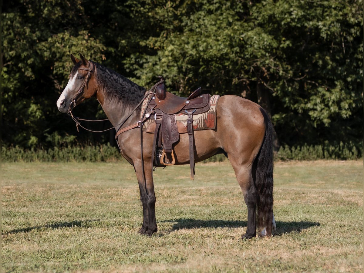 Missouri Foxtrotter Gelding 11 years 15 hh Bay in Marble Hill