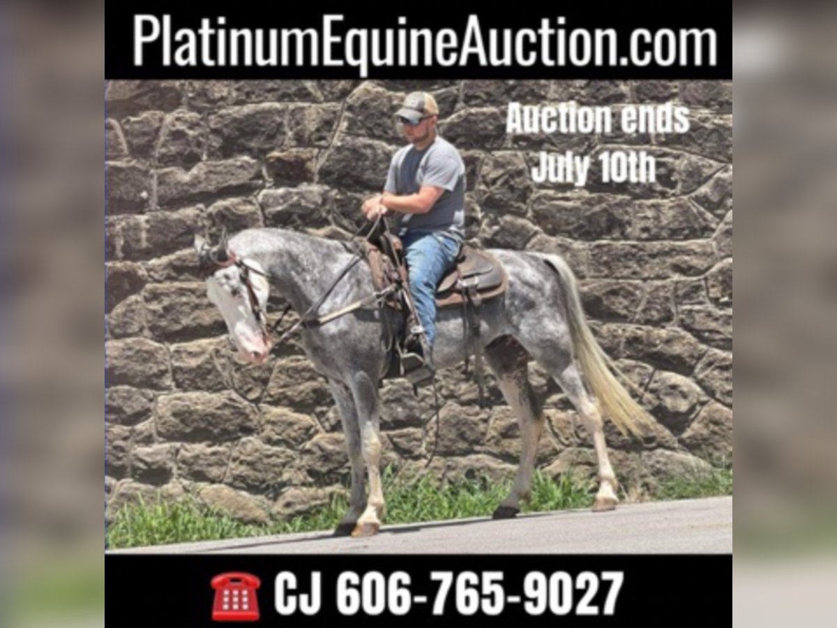 Missouri Foxtrotter Gelding 12 years 15,2 hh Gray in Whitley City KY