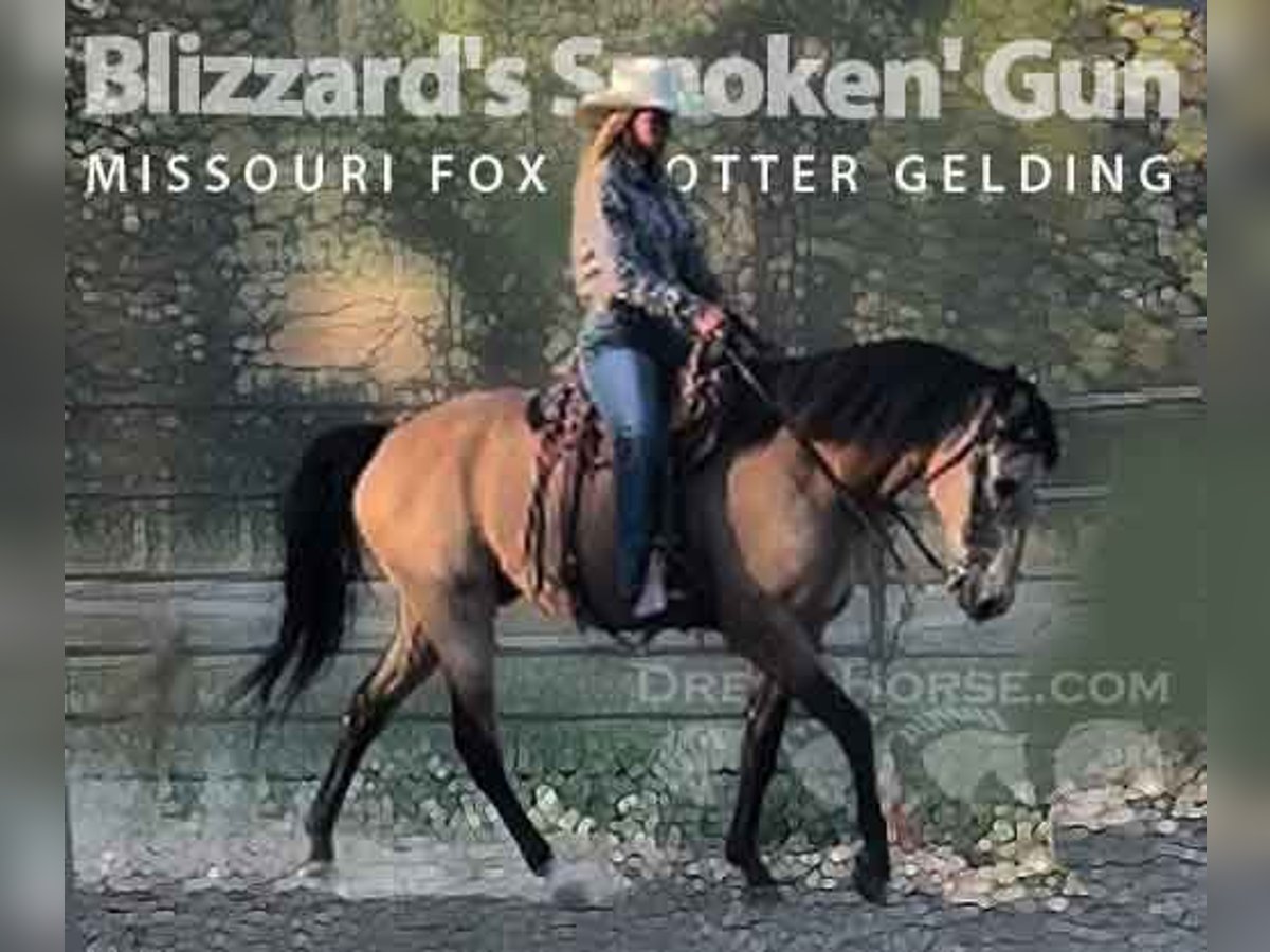 Missouri Foxtrotter Gelding 12 years 15 hh Buckskin in Scottsdale