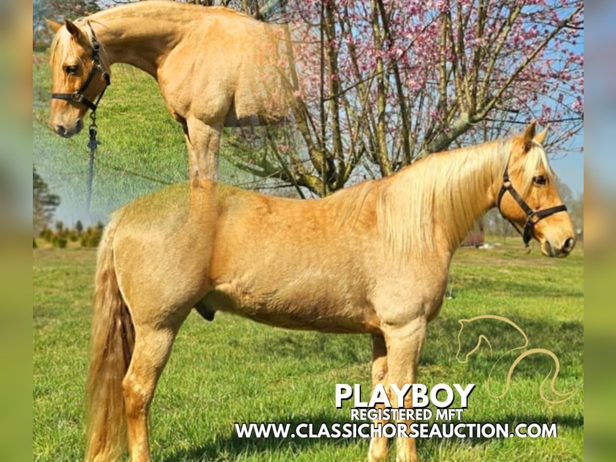 Missouri Foxtrotter Gelding 12 years 15 hh in Gillsville, ga
