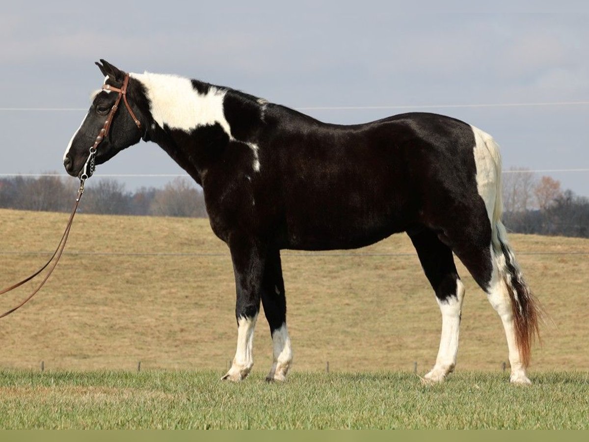 Missouri Foxtrotter Gelding 13 years 15,1 hh Tobiano-all-colors in Mount Vernon KY