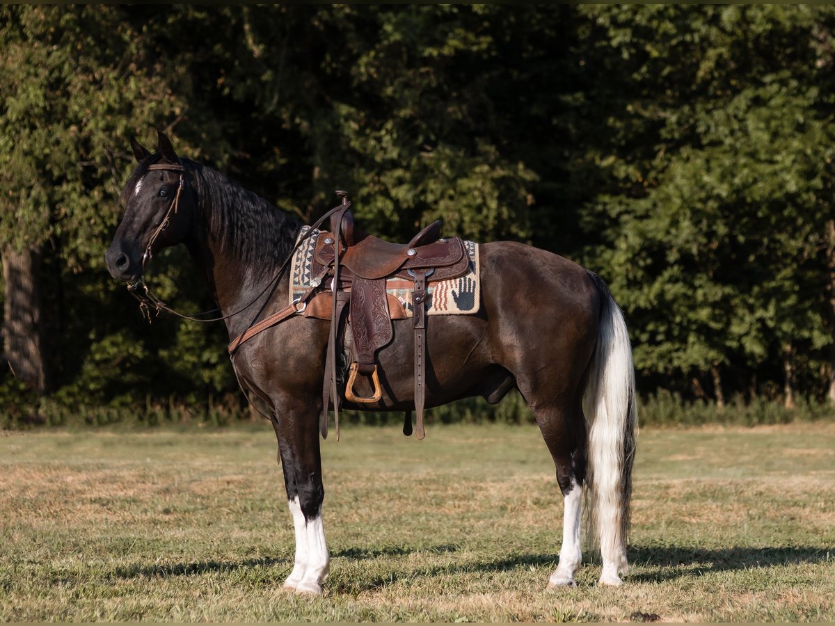 Missouri Foxtrotter Gelding 13 years 15 hh Black in Marble Hill