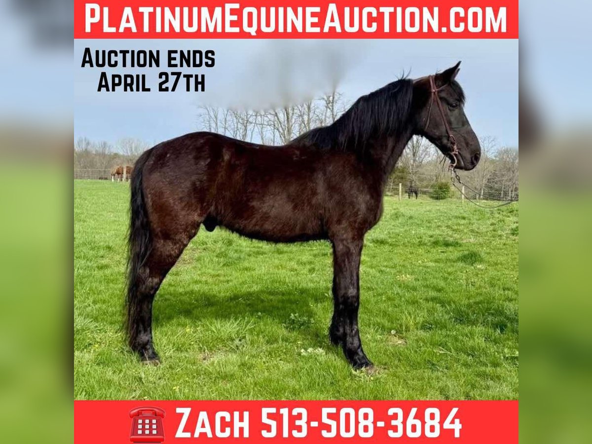 Missouri Foxtrotter Gelding 13 years in Moscow OH