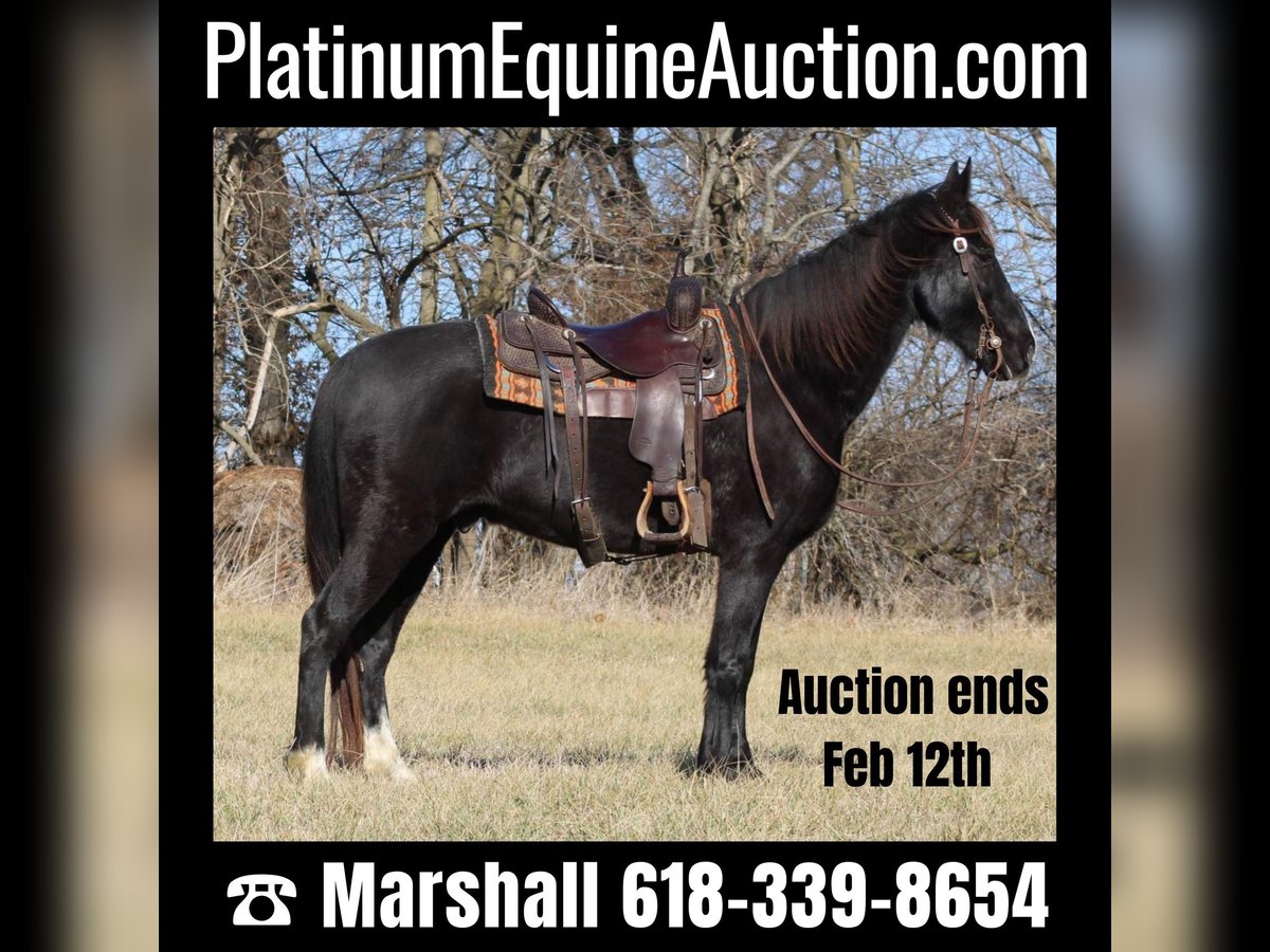 Missouri Foxtrotter Gelding 14 years 15,2 hh Black in Effingham IL