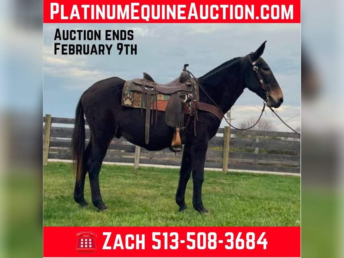 Missouri Foxtrotter Gelding 15 years 14,3 hh in Moscow Oh