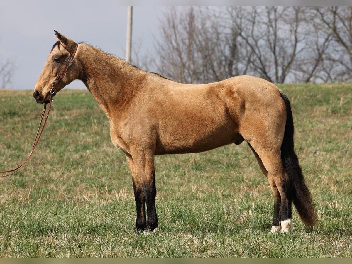 Missouri Foxtrotter Gelding 16 years 16 hh Buckskin in Whitley city Ky