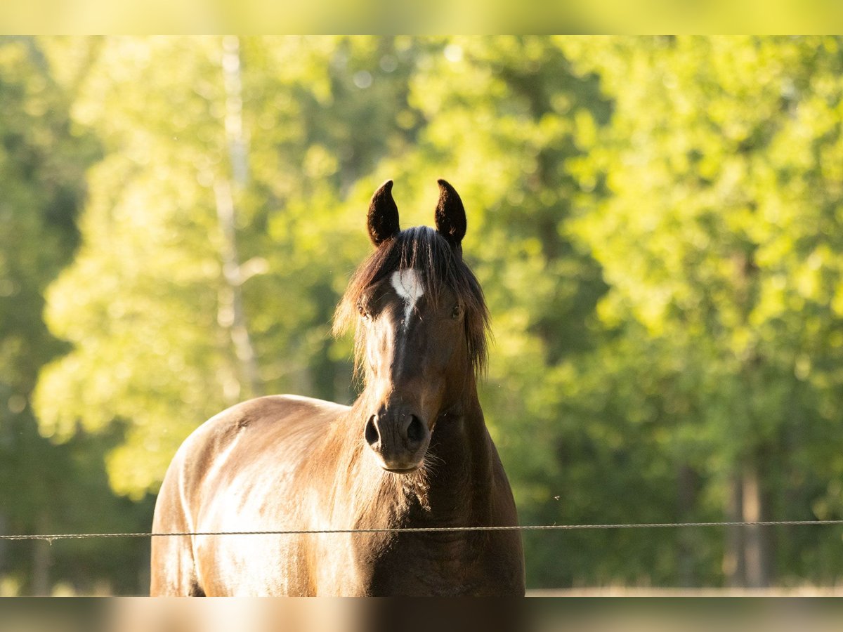 Missouri Foxtrotter Mix Gelding 3 years 15,2 hh in Ribbesb&#xFC;ttel