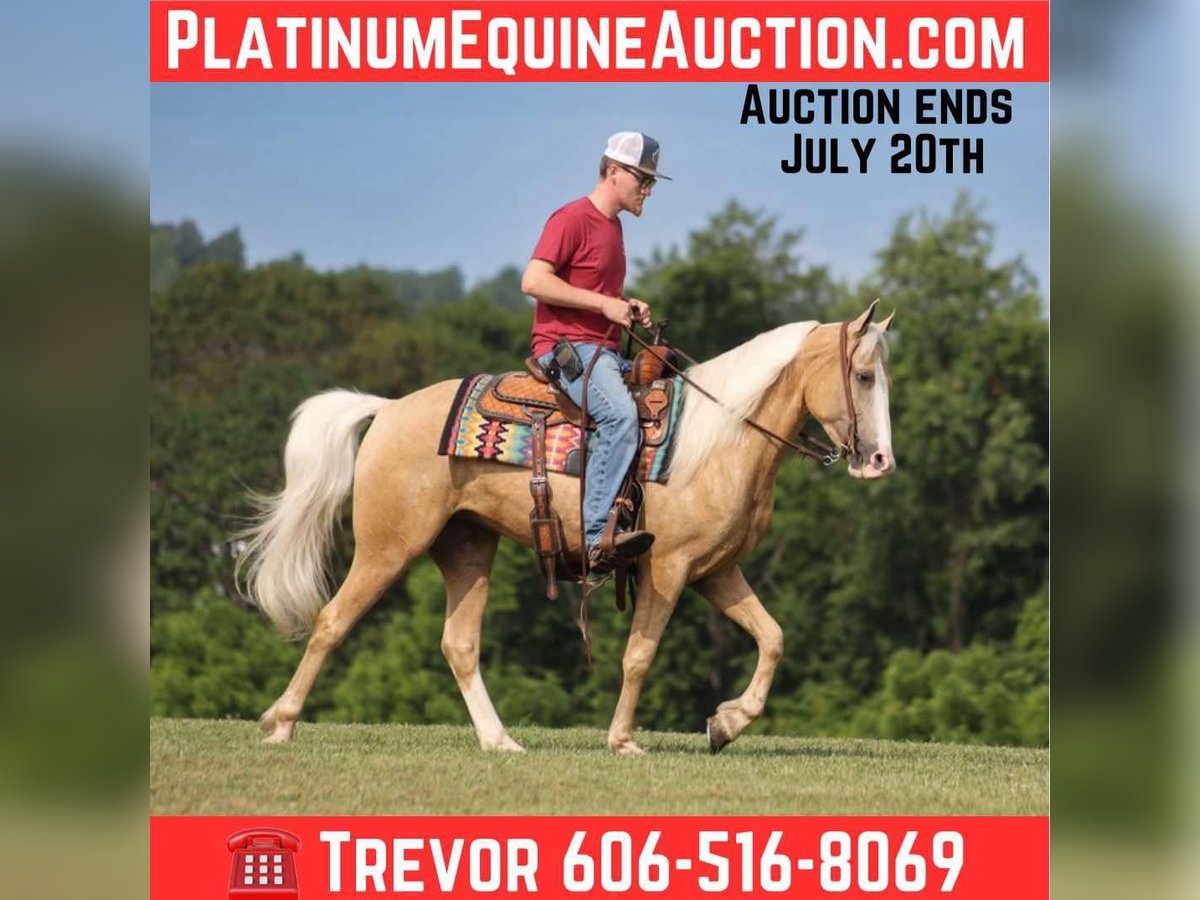 Missouri Foxtrotter Gelding 4 years 14,3 hh Palomino in Parkers Lake, Ky