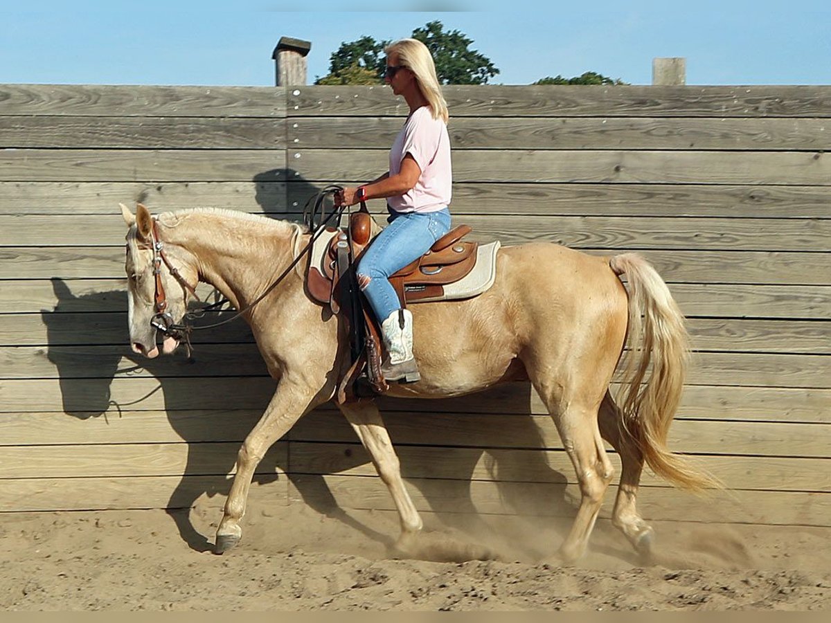 Missouri Foxtrotter Gelding 4 years 15,1 hh Champagne in Temmen-Ringenwalde