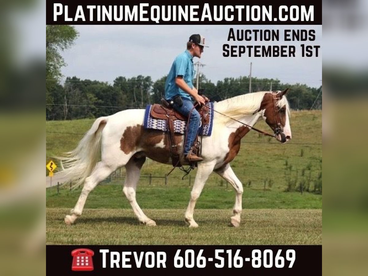 Missouri Foxtrotter Gelding 4 years 15,2 hh Tobiano-all-colors in Parkers Lake Ky