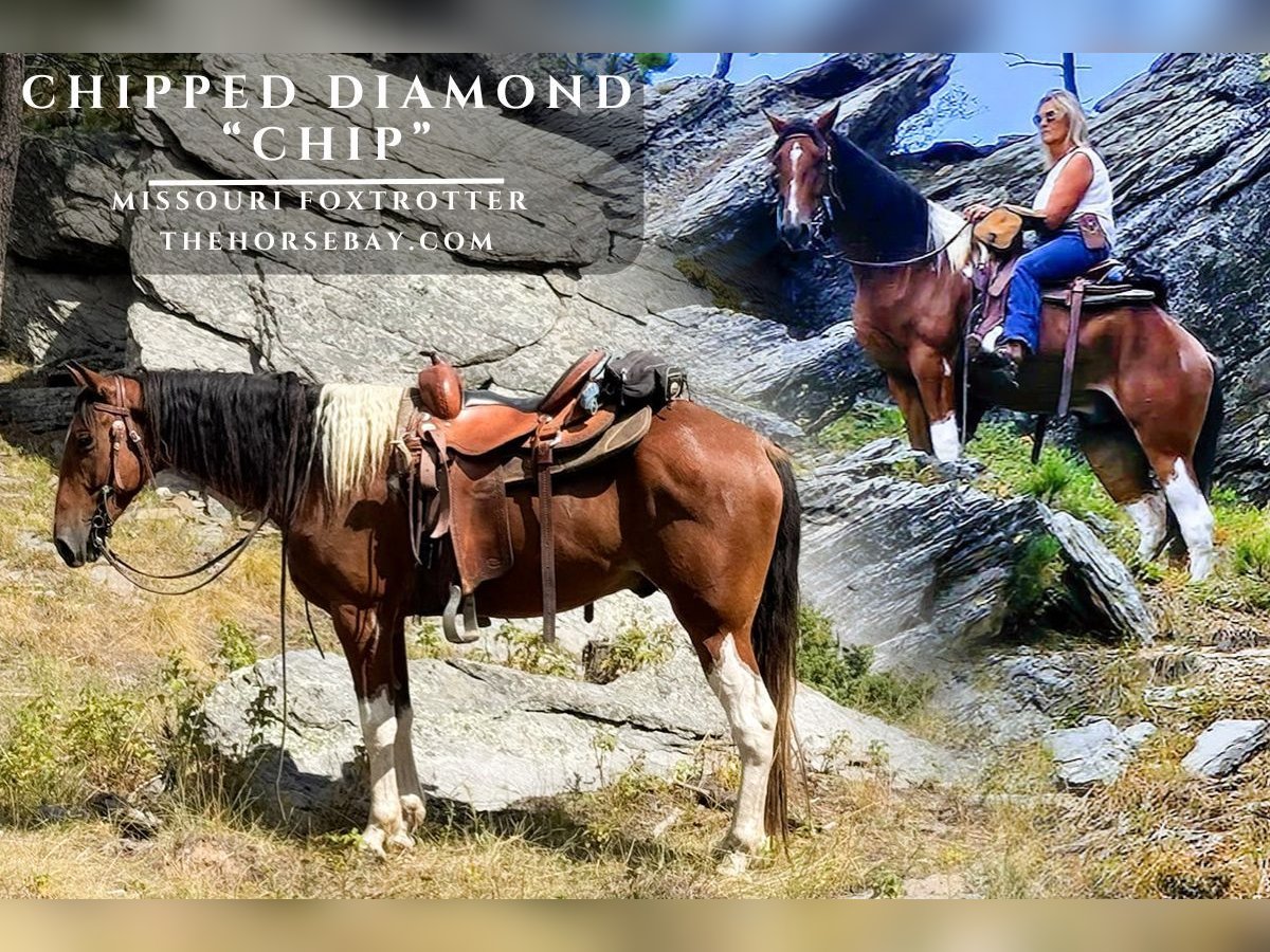 Missouri Foxtrotter Gelding 4 years 15 hh Bay in Houston, MO