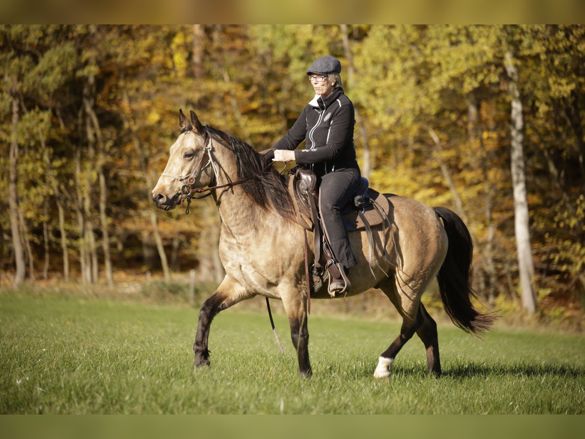 Missouri Foxtrotter Gelding 5 years 15 hh Dun in K&#xF6;nigsfeld