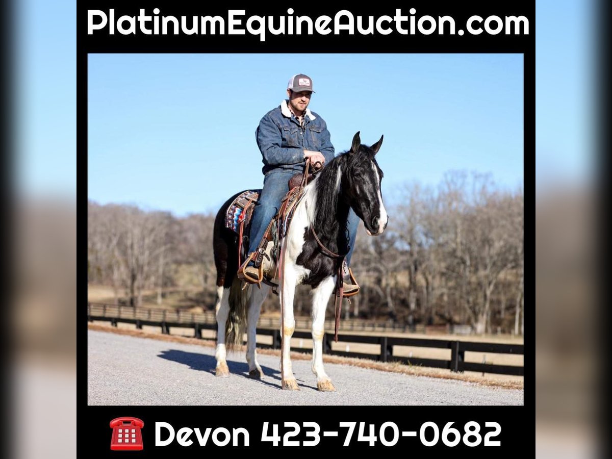 Missouri Foxtrotter Gelding 6 years 14,2 hh Tobiano-all-colors in Cleveland TN