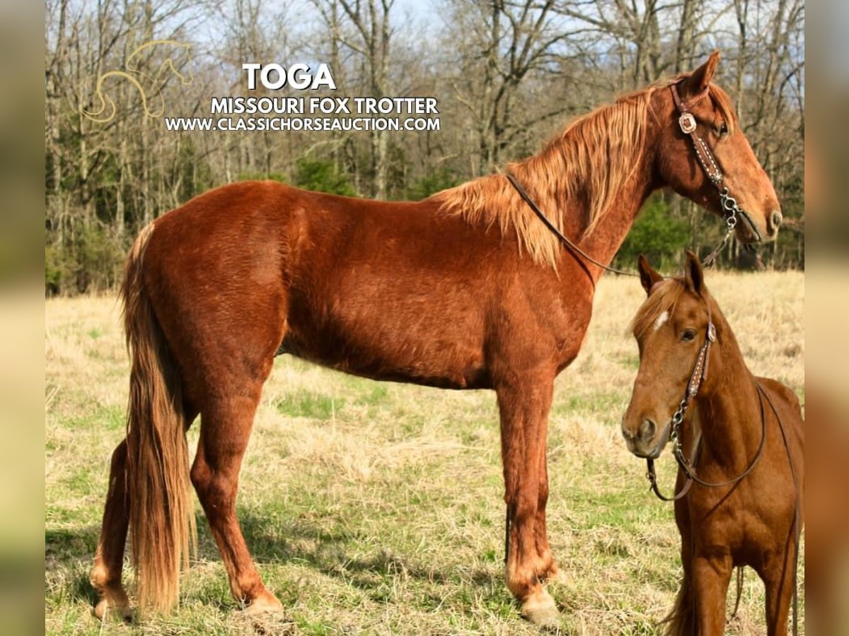 Missouri Foxtrotter Gelding 6 years 14 hh in Park Hills, MO