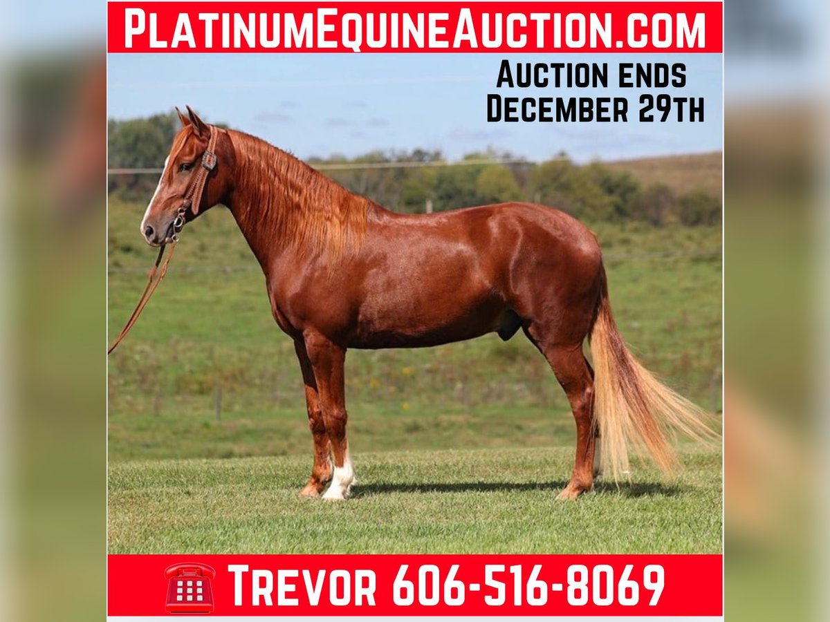 Missouri Foxtrotter Gelding 6 years in Parkers Lake KY
