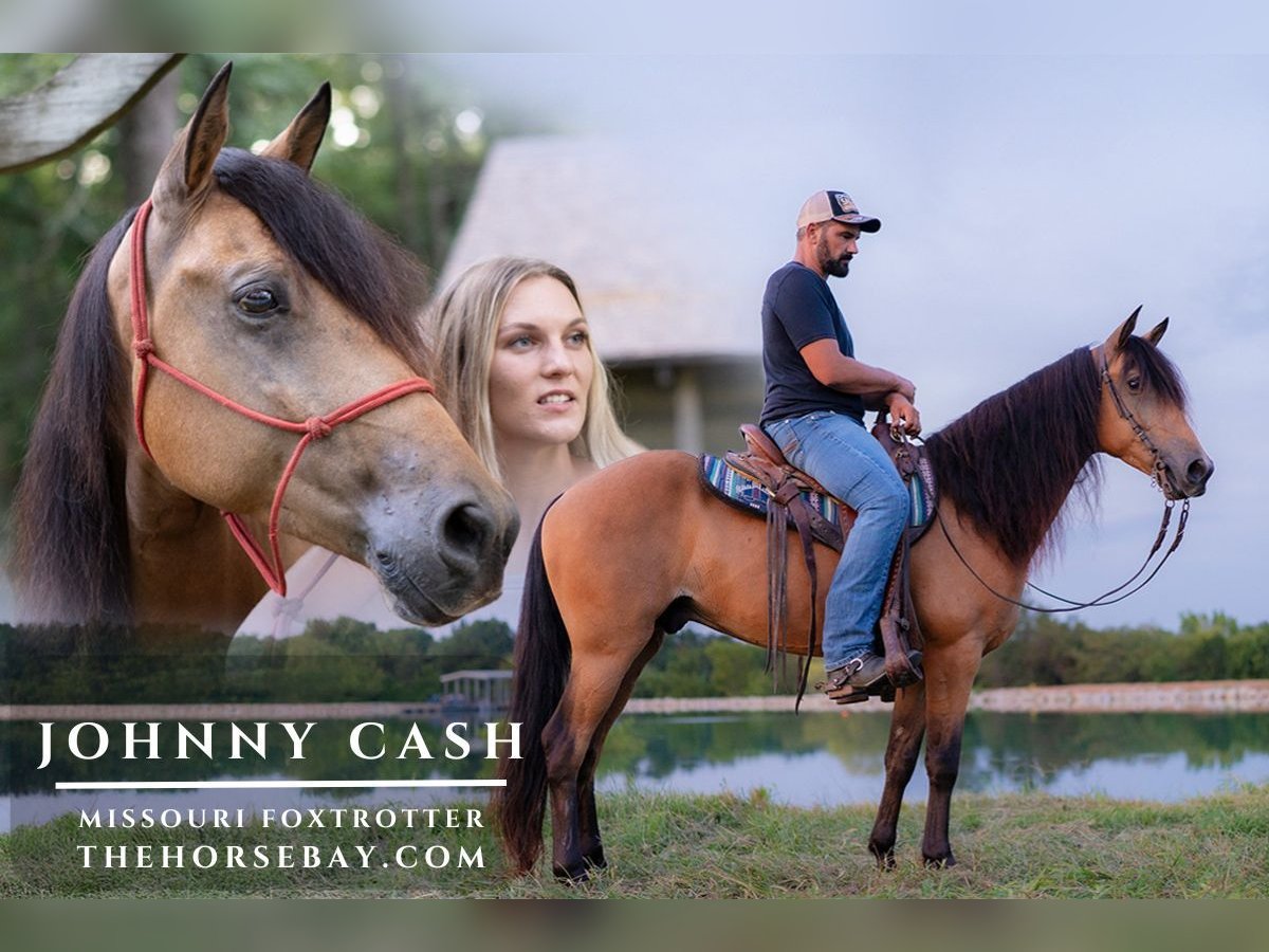 Missouri Foxtrotter Gelding 7 years 14,3 hh Buckskin in Elkland, MO