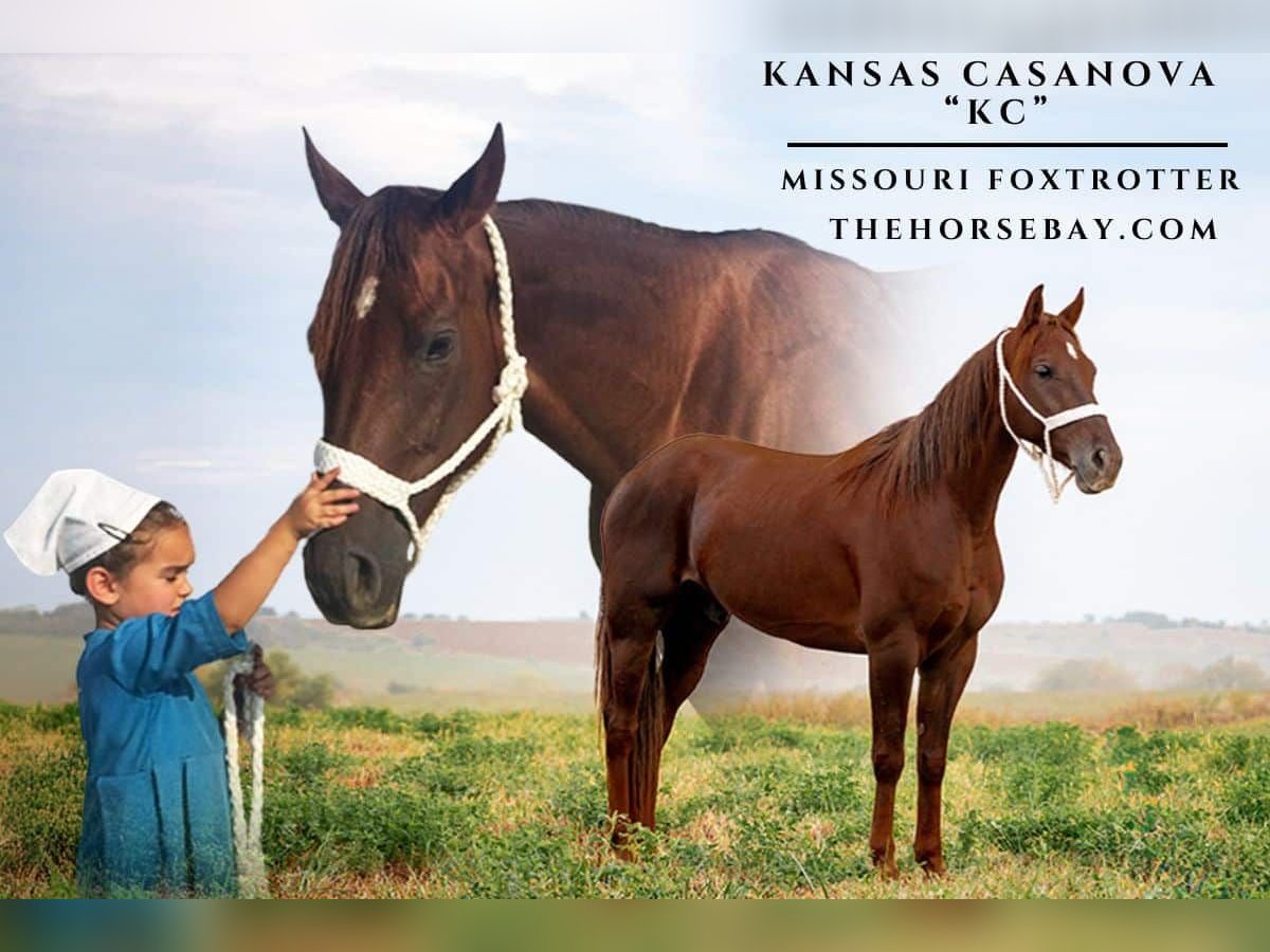 Missouri Foxtrotter Gelding 7 years 14,3 hh Chestnut in Lamoni, IA