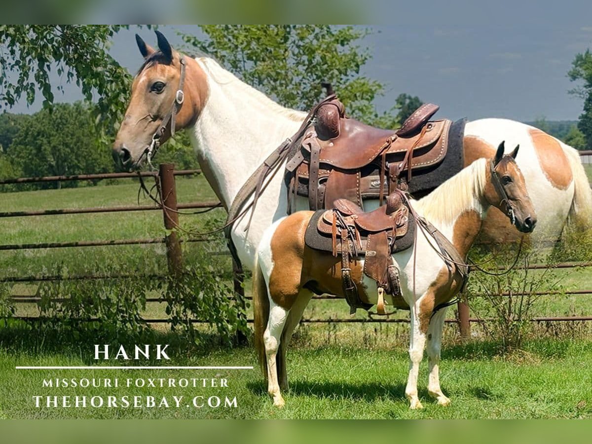 Missouri Foxtrotter Gelding 7 years 14,3 hh Tobiano-all-colors in Houston, MO