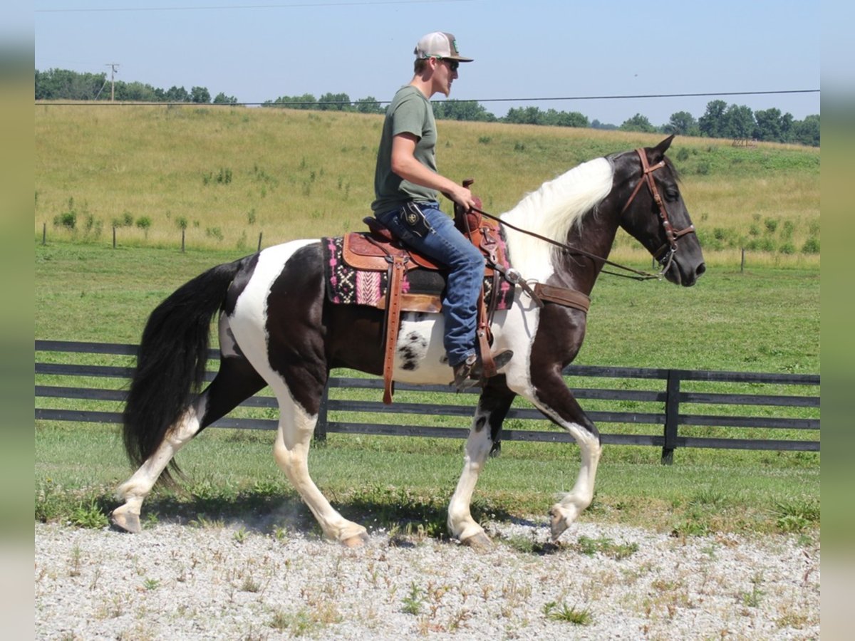 Missouri Foxtrotter Gelding 7 years Tobiano-all-colors in Mount Vernon Ky