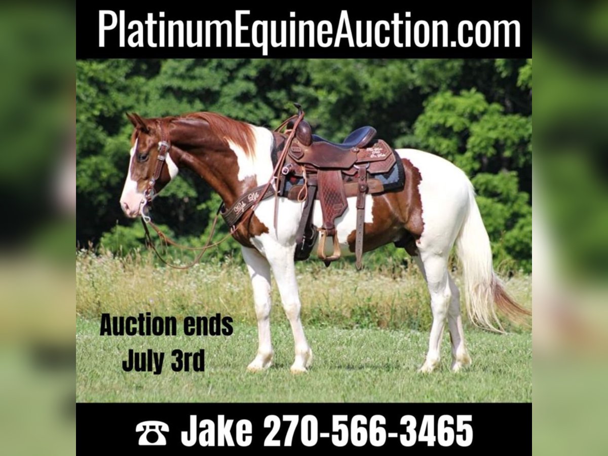 Missouri Foxtrotter Gelding 8 years 14,2 hh Tobiano-all-colors in Jamestown Ky