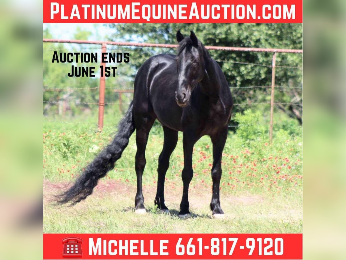 Missouri Foxtrotter Gelding 8 years 14,3 hh Black in Stephenville Tx