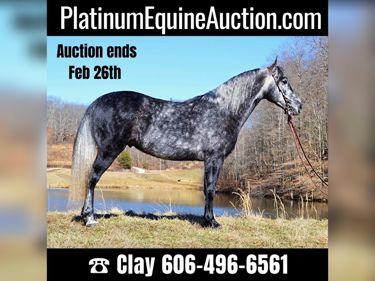 Missouri Foxtrotter Gelding 8 years 15 hh Gray-Dapple in Salyersville KY