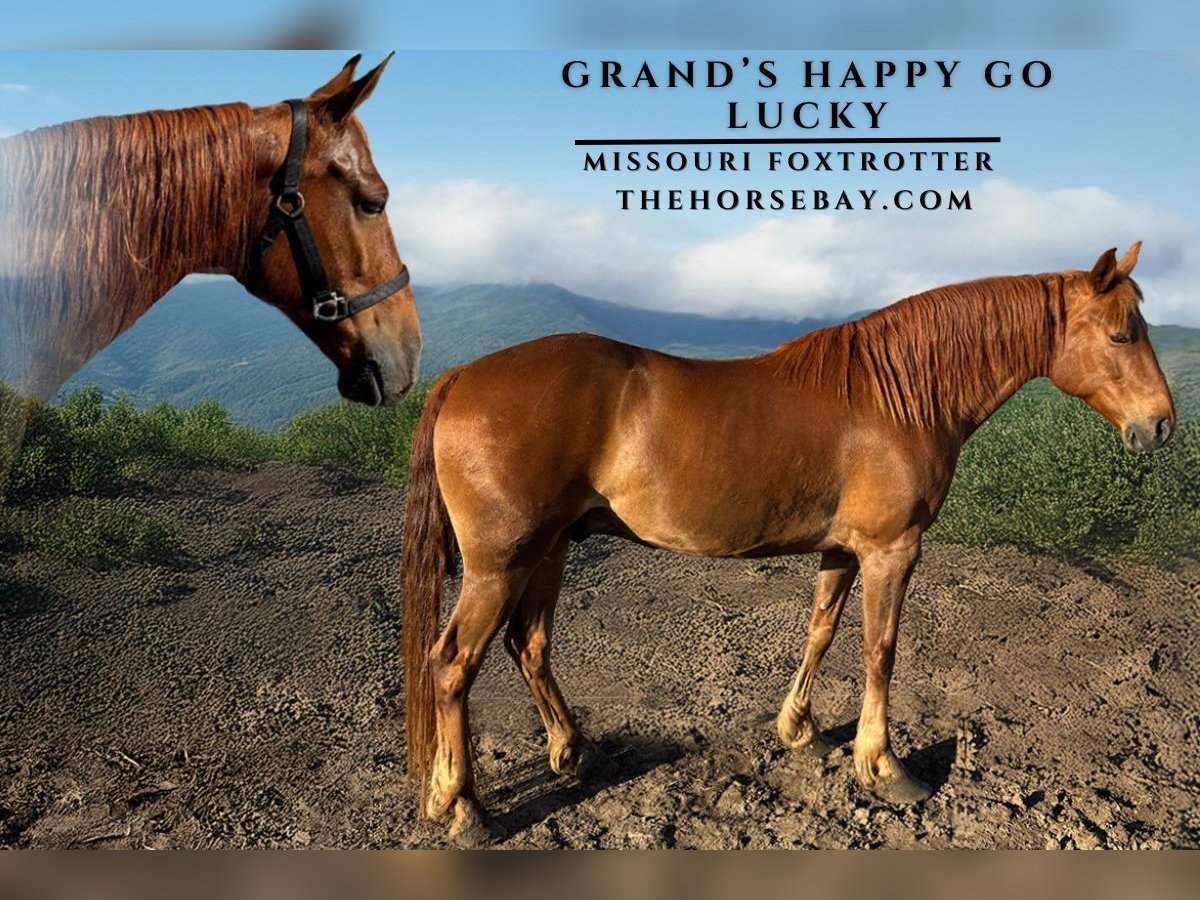 Missouri Foxtrotter Gelding 9 years 15 hh Sorrel in Conway, AR