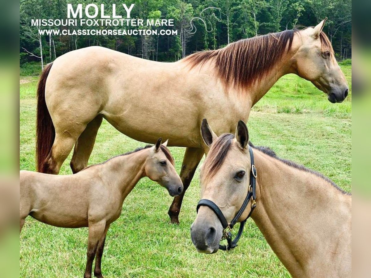 Missouri Foxtrotter Giumenta 10 Anni 142 cm Pelle di daino in Park Hills, MO