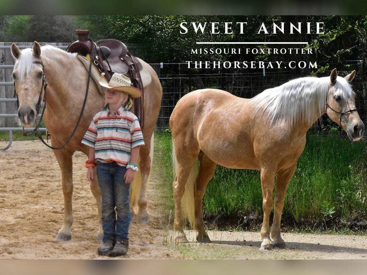 Missouri Foxtrotter Giumenta 12 Anni 152 cm Palomino in Antlers, OK