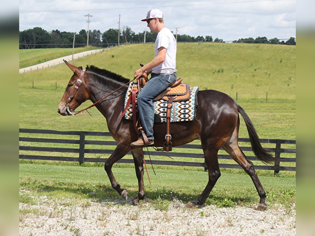 Missouri Foxtrotter Giumenta 8 Anni Baio ciliegia in Mount vernon Ky