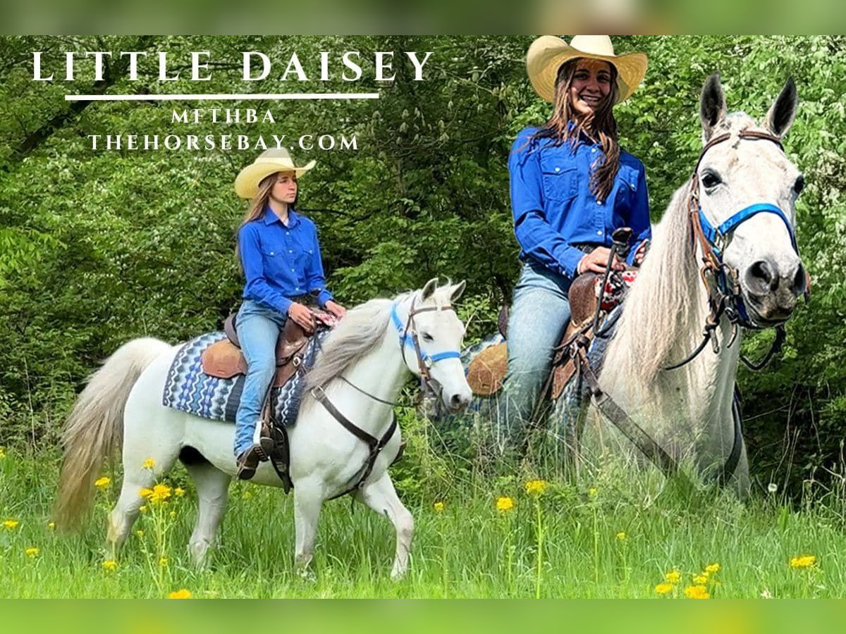 Missouri Foxtrotter Giumenta 9 Anni 147 cm Grigio in Freeburg, IL