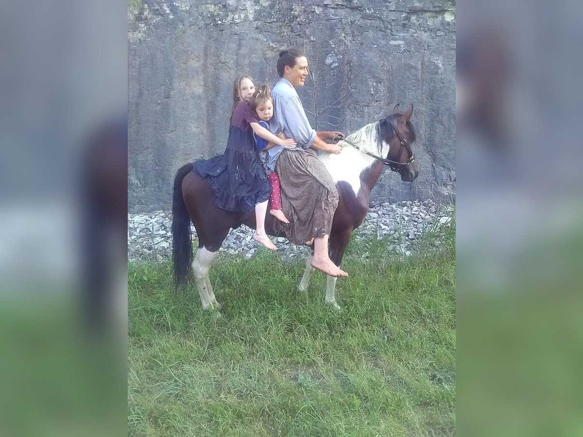 Missouri Foxtrotter Hengst 3 Jahre 140 cm Tobiano-alle-Farben in Gainesville, MO