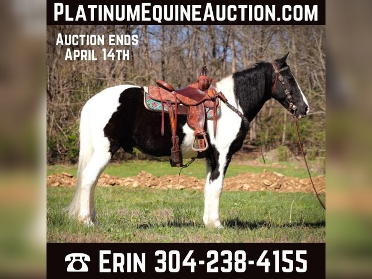 Missouri Foxtrotter Hongre 15 Ans 150 cm Noir in FLEMINGSBURG, KY