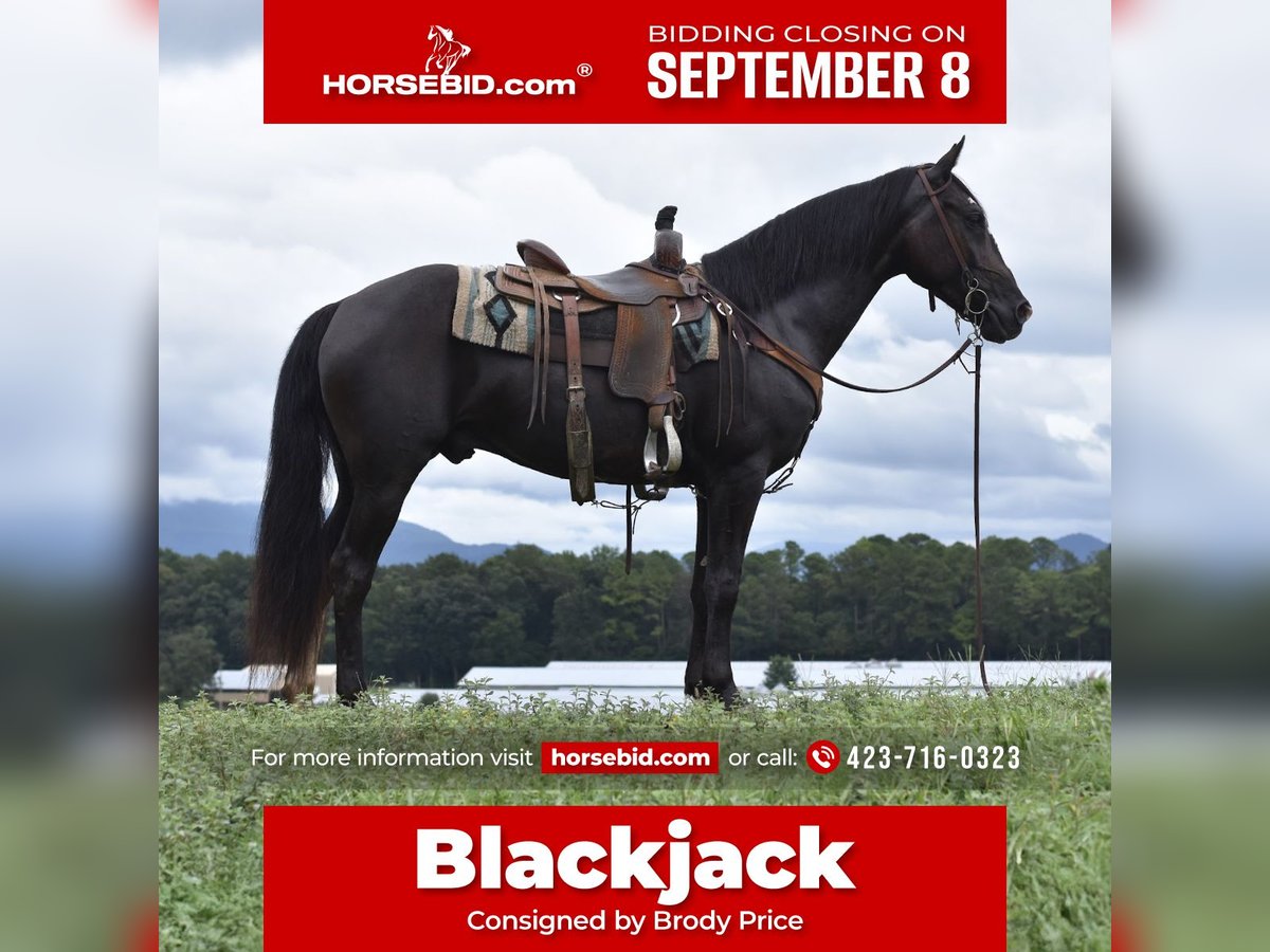 Missouri Foxtrotter Hongre 7 Ans 155 cm Noir in Cleveland