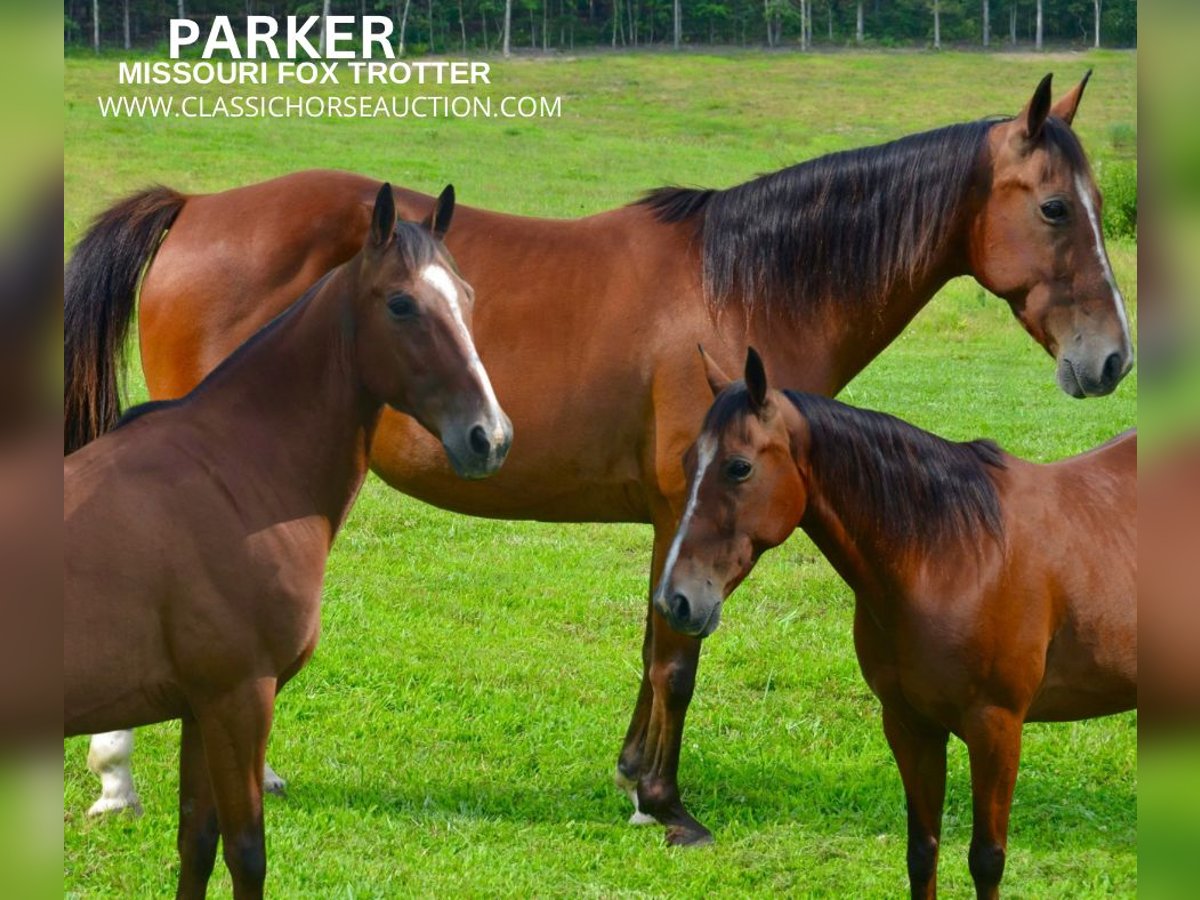 Missouri Foxtrotter Hongre 8 Ans 142 cm Bai cerise in Park Hills, MO