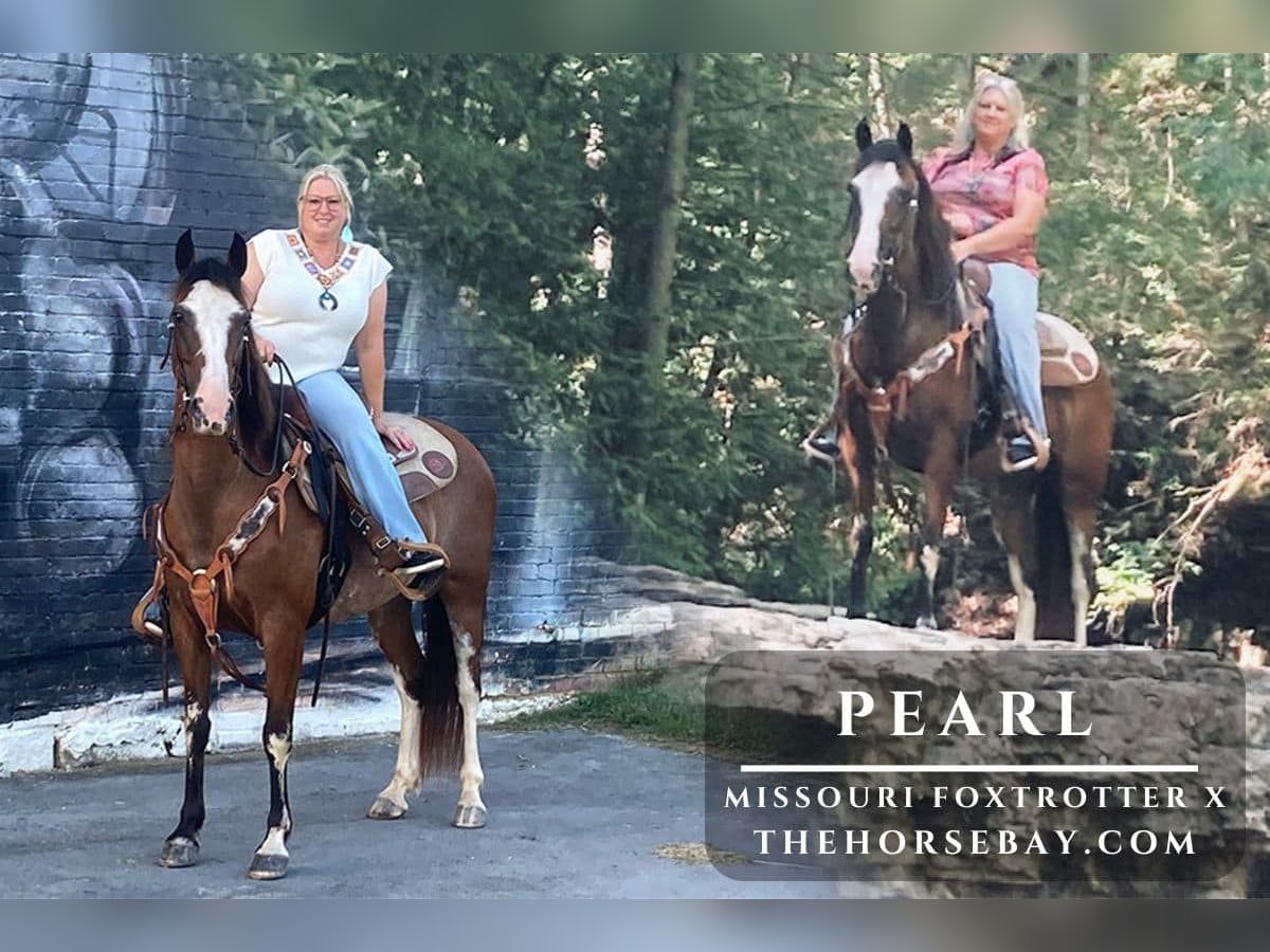 Missouri Foxtrotter Croisé Jument 12 Ans 142 cm Roan-Bay in Princeton, WV