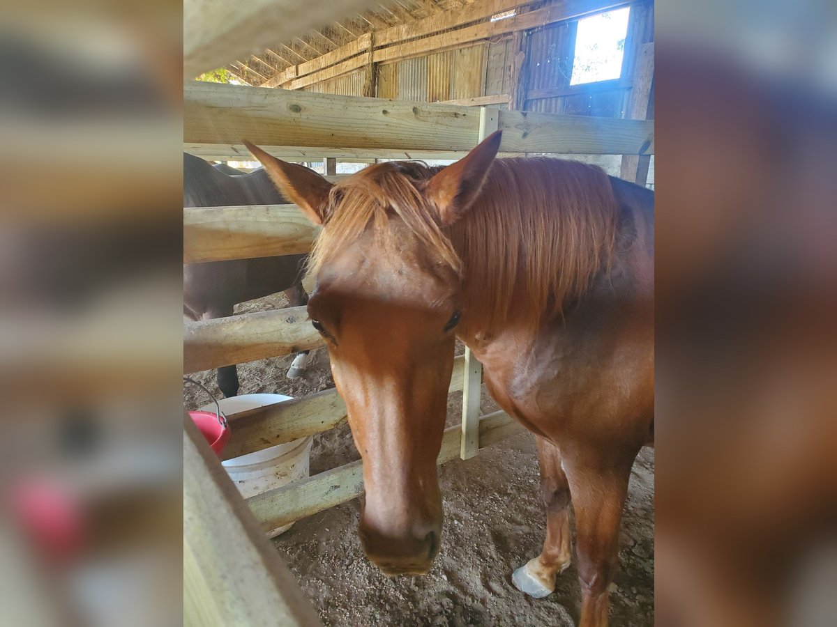 Missouri Foxtrotter Jument 12 Ans 152 cm Alezan brûlé in Shreveport