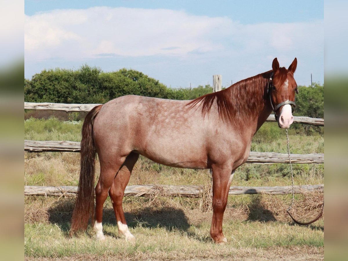 Missouri Foxtrotter Jument 4 Ans 135 cm Rouan Rouge in Wichita Falls