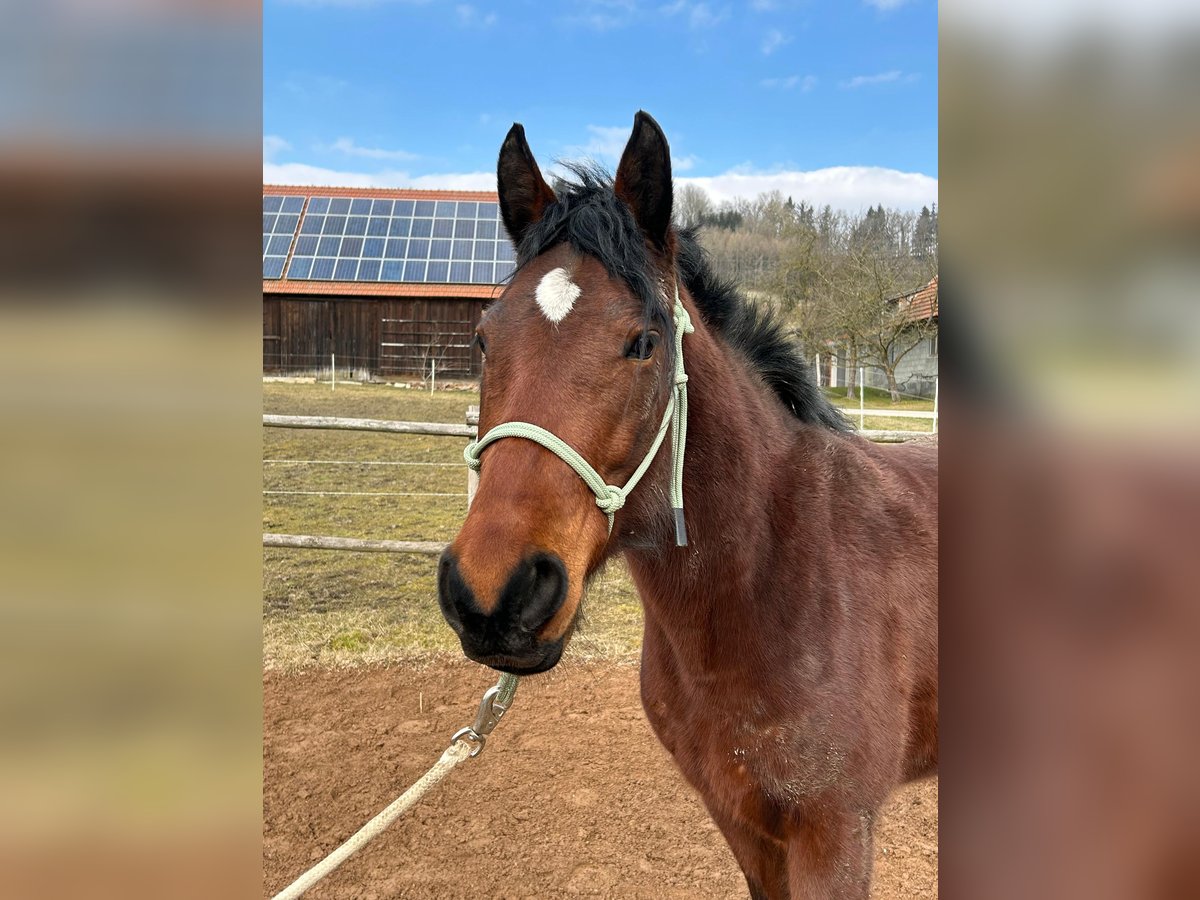 Missouri Foxtrotter Jument 5 Ans 145 cm Bai brun in Krottendorf